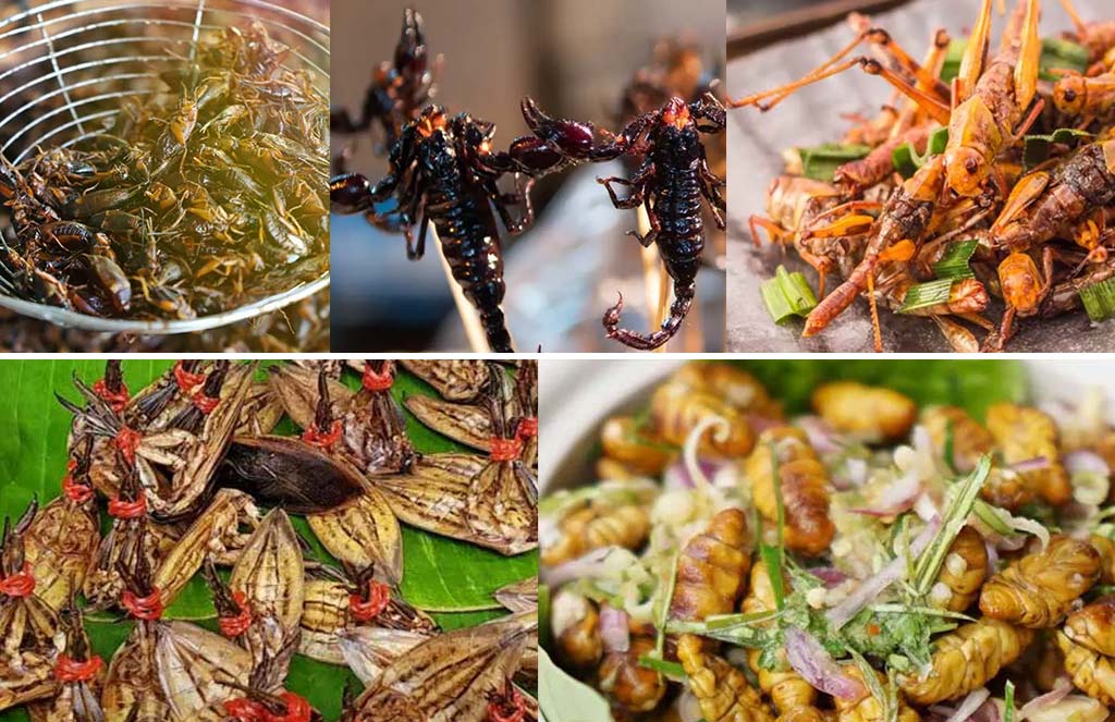 Popular bugs for eating in Cambodia include crickets, locusts, grasshoppers, grubs, maggots, silkworms, giant water bugs, scorpion skewers, and even tarantulas.