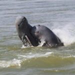 The Ultimate Travel Guide to Spotting Irrawaddy Dolphins in Stung Treng Province - Mekong River Cambodia