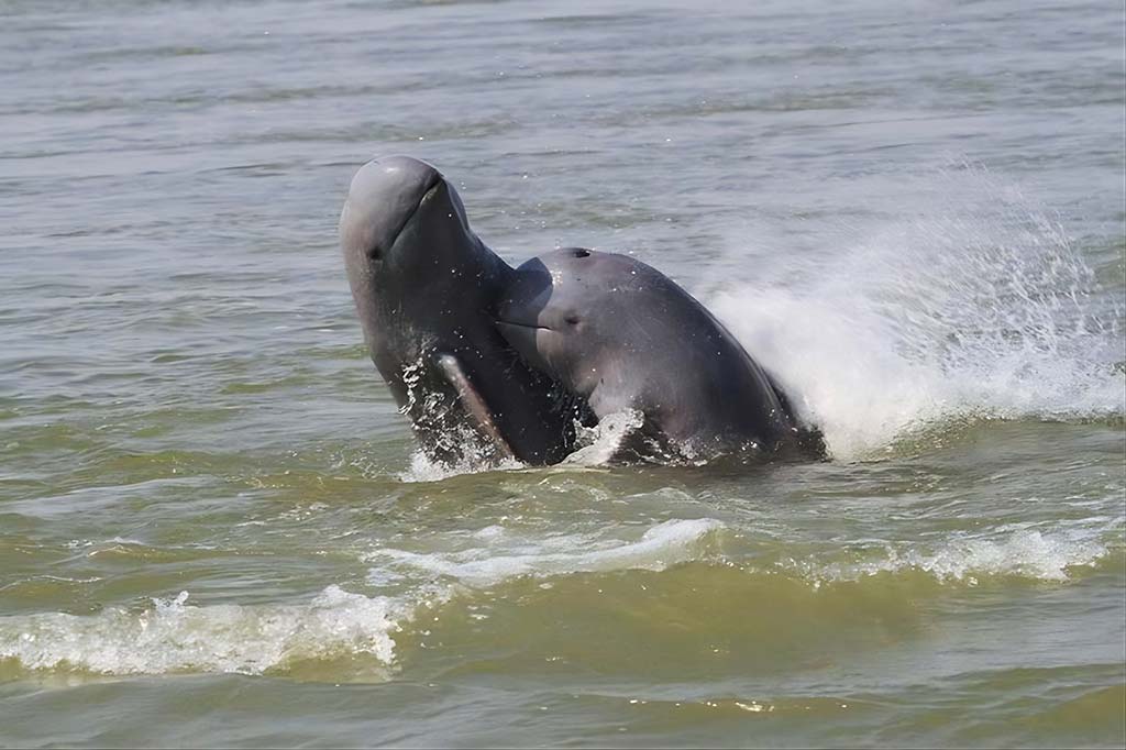 The Ultimate Travel Guide to Spotting Irrawaddy Dolphins in Stung Treng Province - Mekong River Cambodia